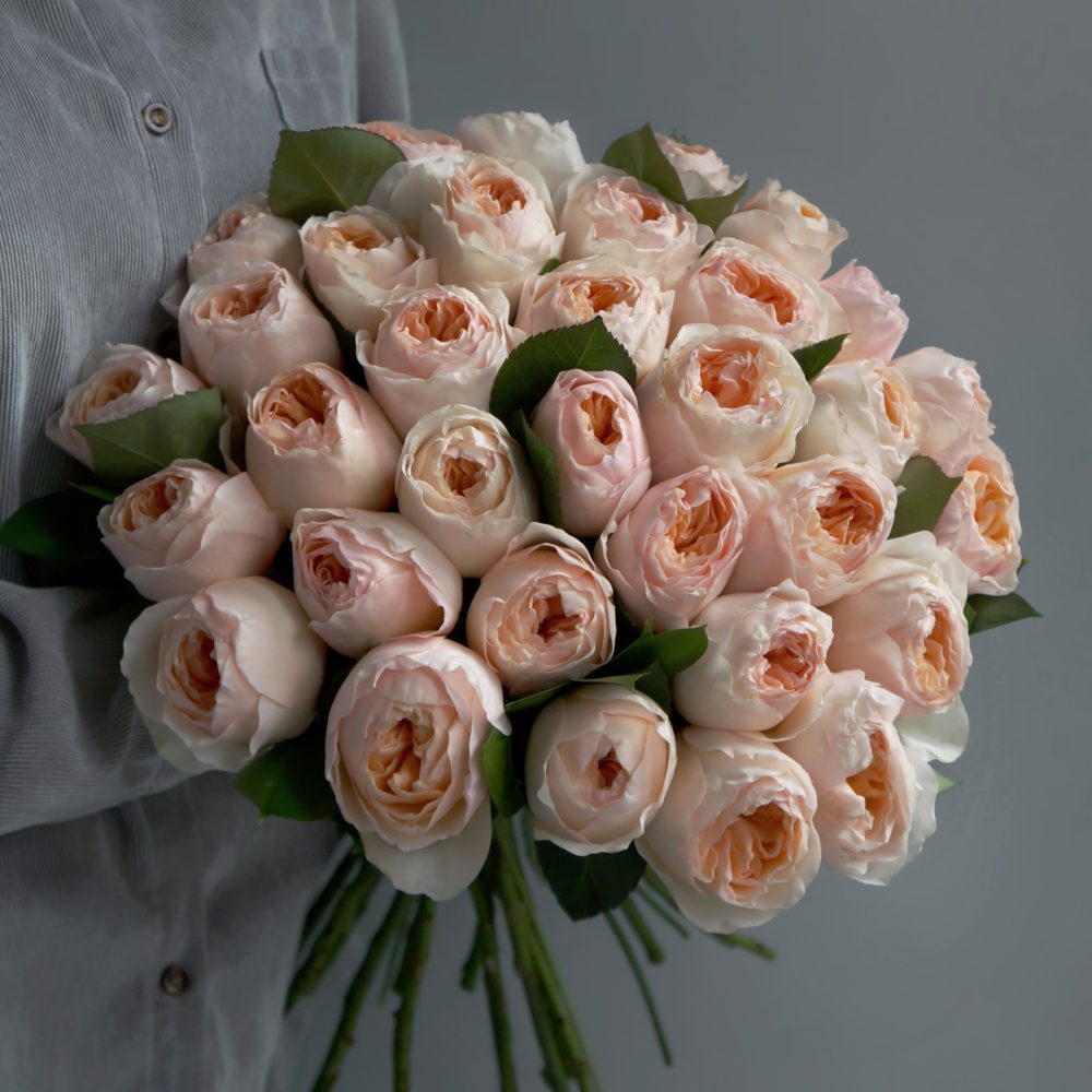 персиковые пионовидные розы 31 английская роза Juliet