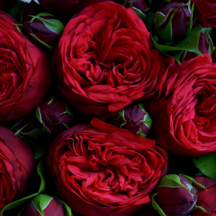 Букет из 21 кустовой пионовидной розы Red Piano