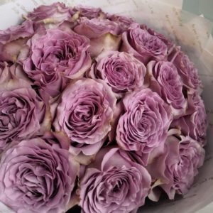 фиолетовые розы, зимние розы, какие цветы подарить зимой.jpg