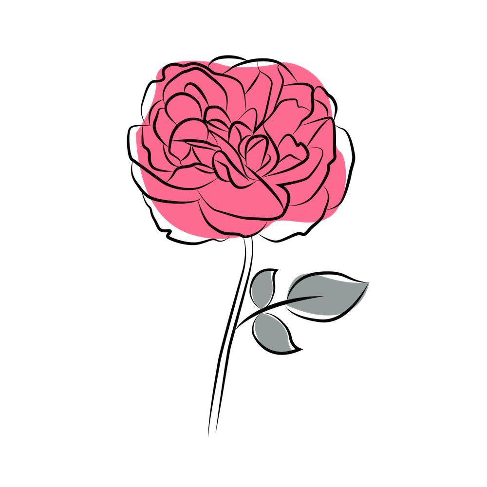 садовая роза, лого, виды роз для букетов, виды садовых роз