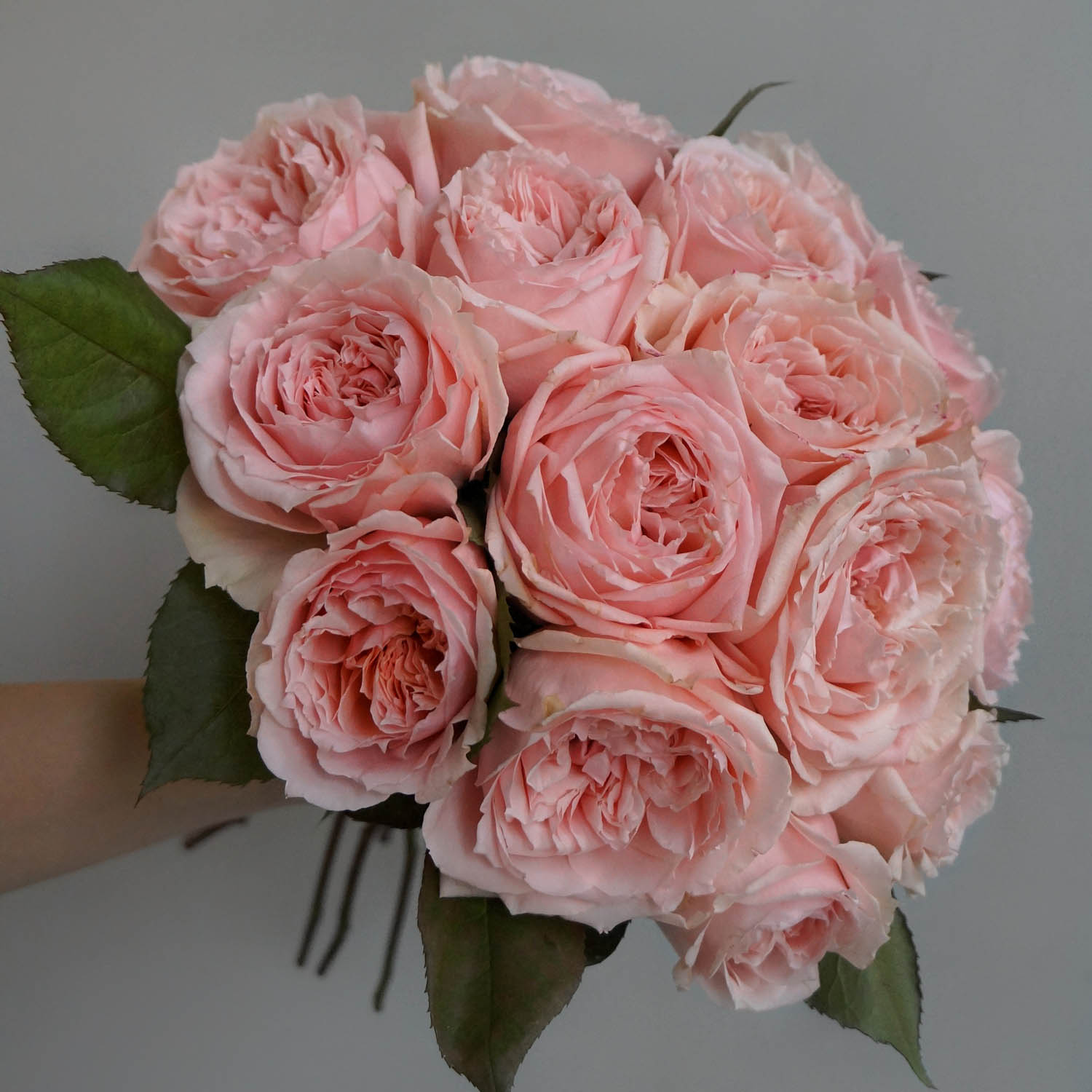 букет садовых роз пастельных розовых оттенков