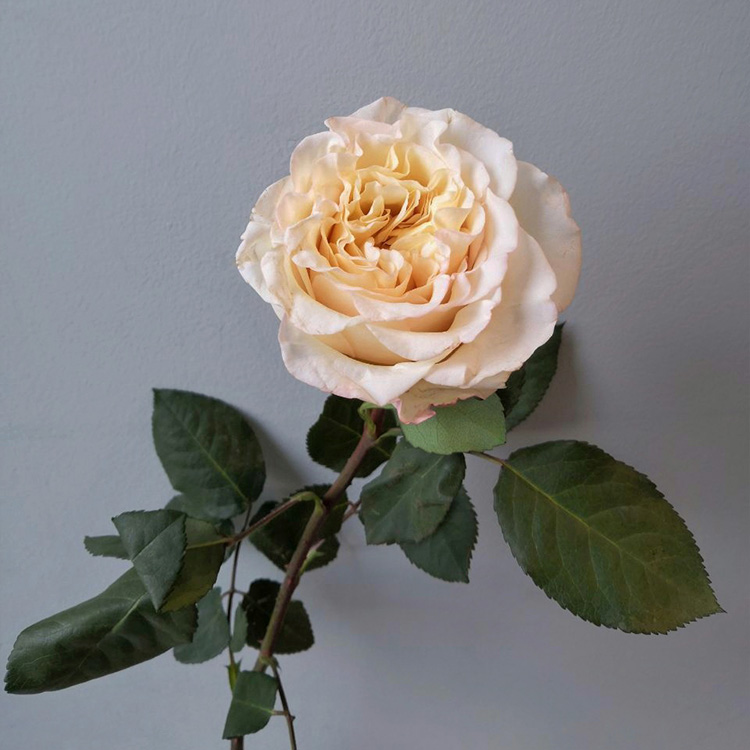 одна белая роза значение