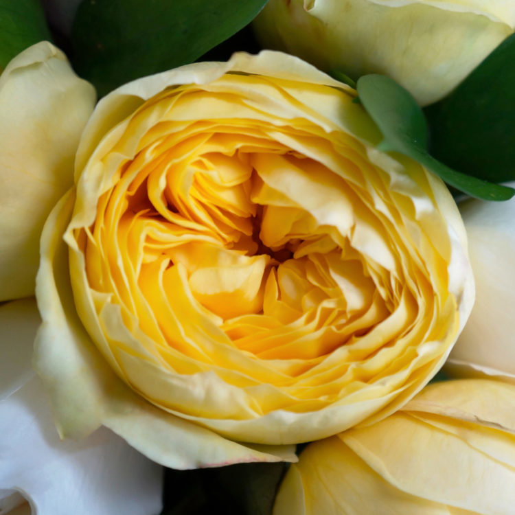 желтые розы, сорта желтых роз, Catalina (Каталина), пионовидные желтые розы описание
