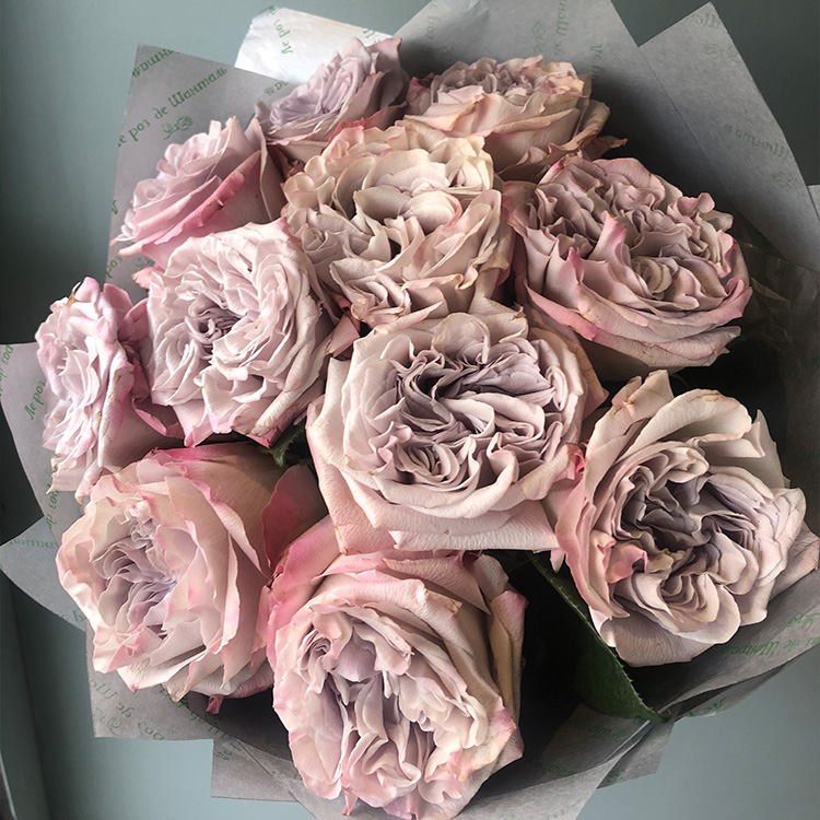 Westminster Abbey роза, сочетание цветов во флористике,