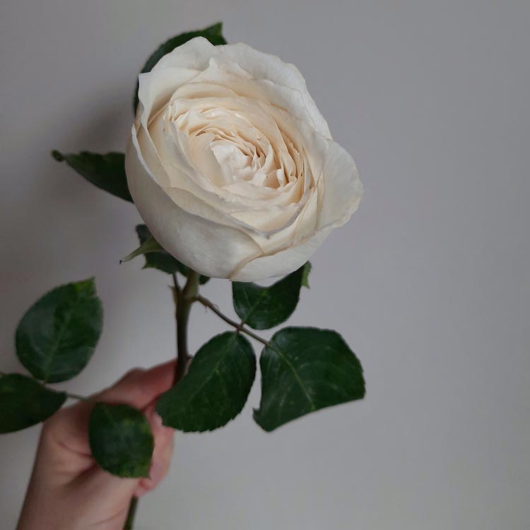 какого цвета бывают розы, белые розы, пионовидные белые розы, сорта белых роз, какого цвета выбрать розы?, классическая белая роза