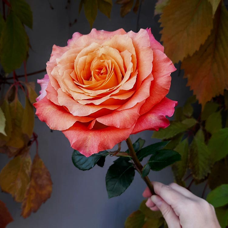 какого цвета бывают розы, оранжево-розовая розы, оранжевые розы, какого цвета выбрать розы