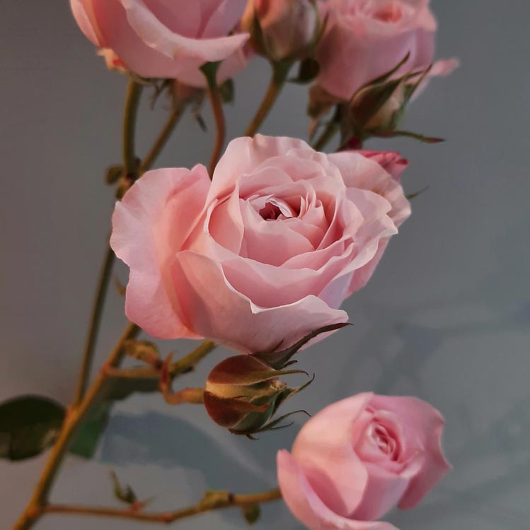 какого цвета бывают розы, розовые розы, кустовые розовые розы, сорта розовых роз