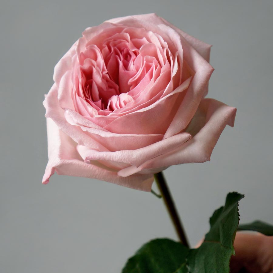 Pink O’Hara, сорта розовых роз, нежно розовая роза, как выбрать розовые розы, кенийские, эквадорские розы 