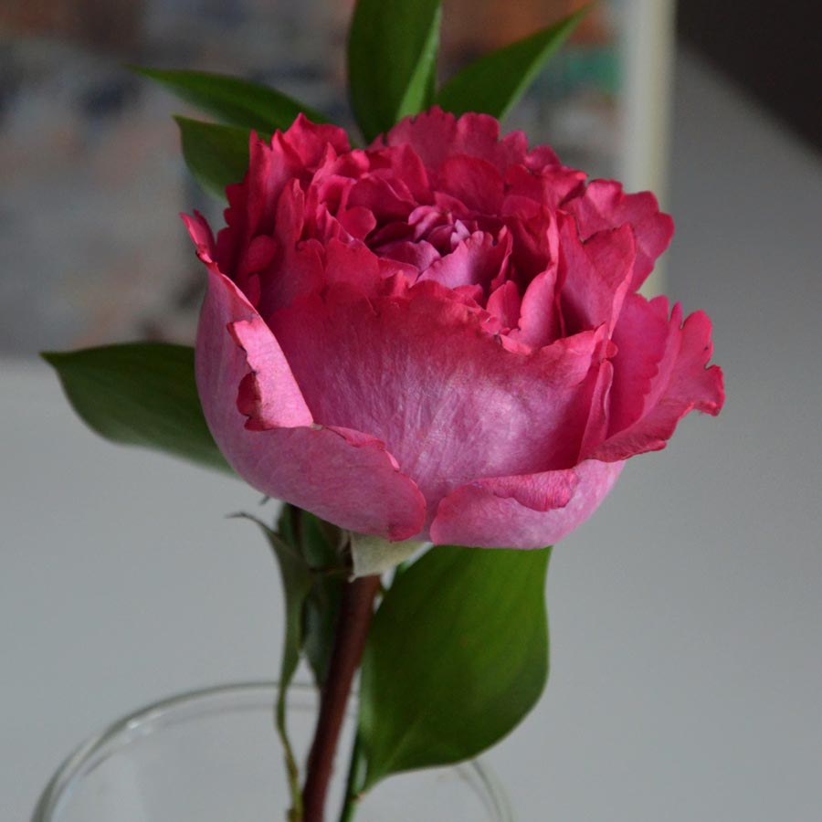 Yves Piaget, сорта розовых роз, малиновые розы Yves Piaget