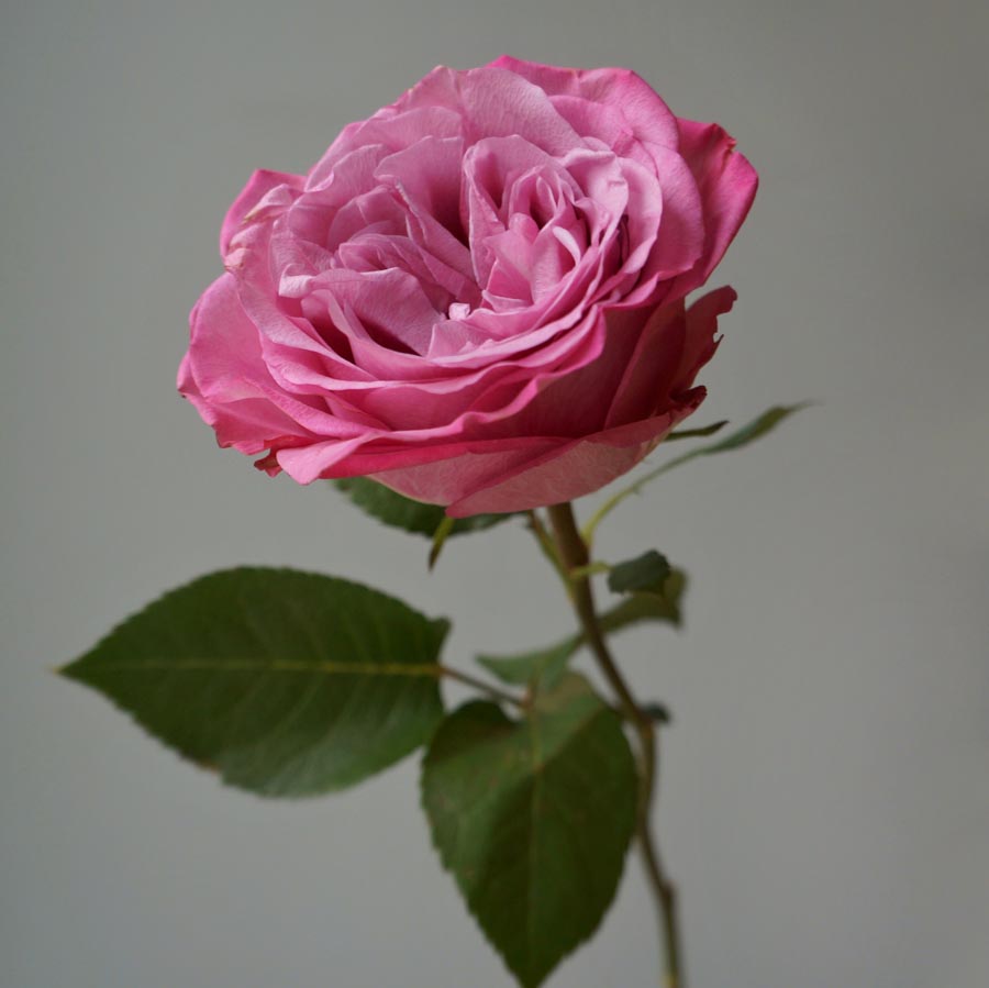 Queens Crown, сорта розовых роз, стойкая ароматная роза английской селекции