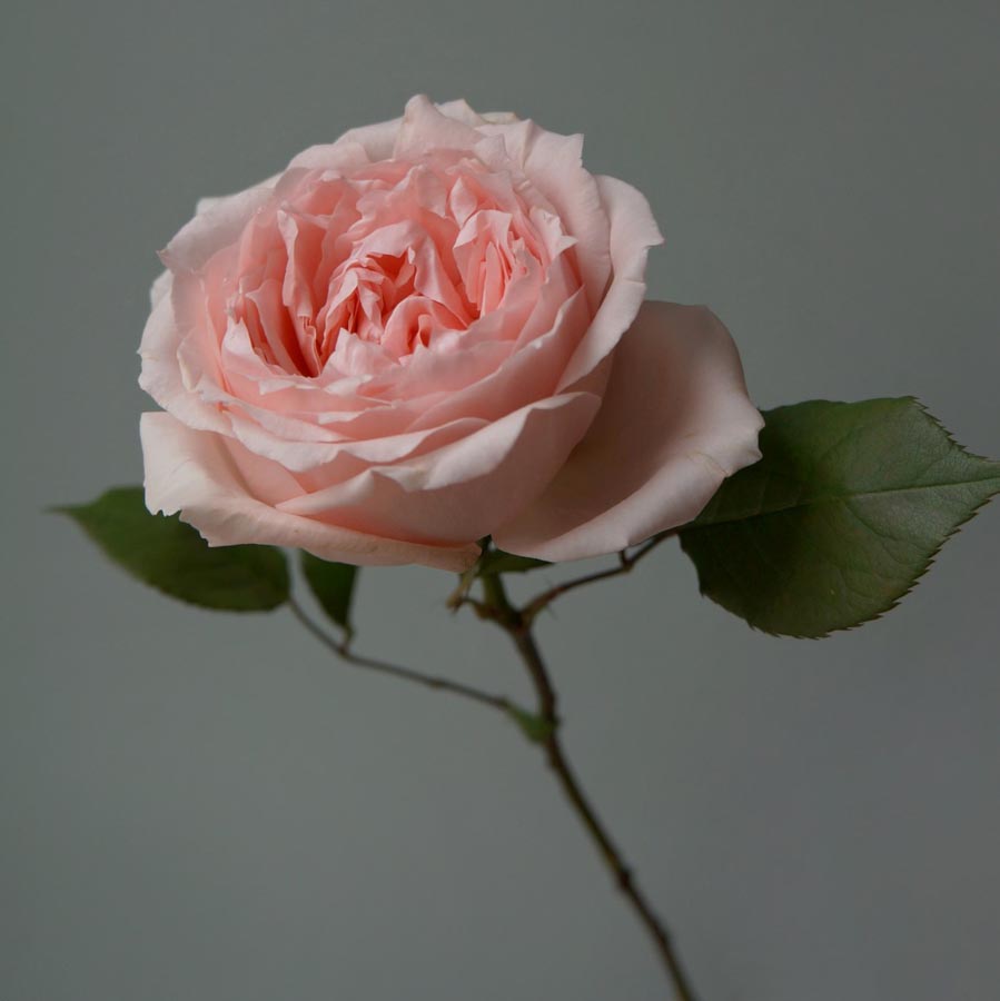 Princess Hitomi , нежно-розовые розы, сорта розовых роз, розы японской селекции