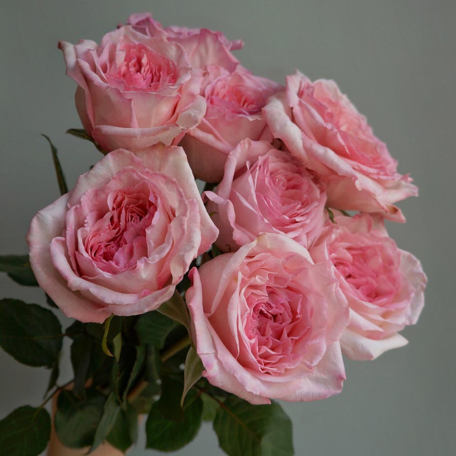 Pink O’Hara, сорта розовых роз, нежно розовая роза, как выбрать розовые розы, кенийские, эквадорские розы, букет из розовых нежных роз