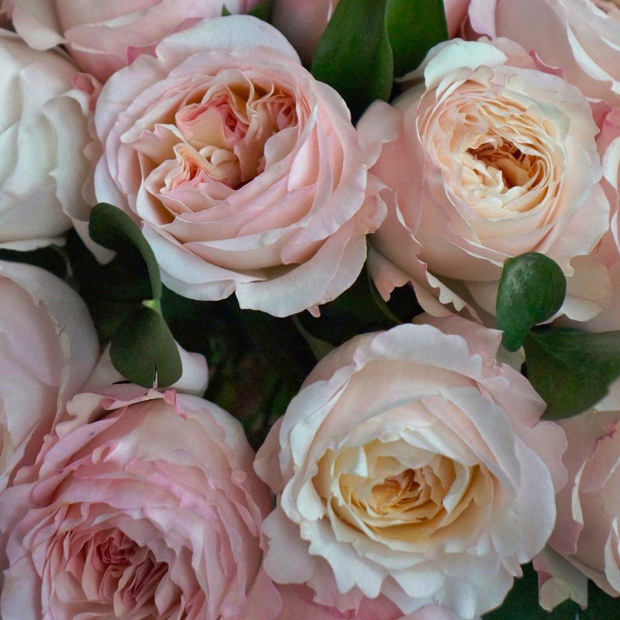 Keira сорт роз, нежно розовые розы, сорта розовых роз, какие бывают розовые розы, букет из розовых и бежевых роз,нежный букет