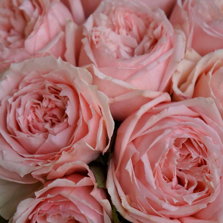Princess Hitomi , нежно-розовые розы, сорта розовых роз, розы японской селекции