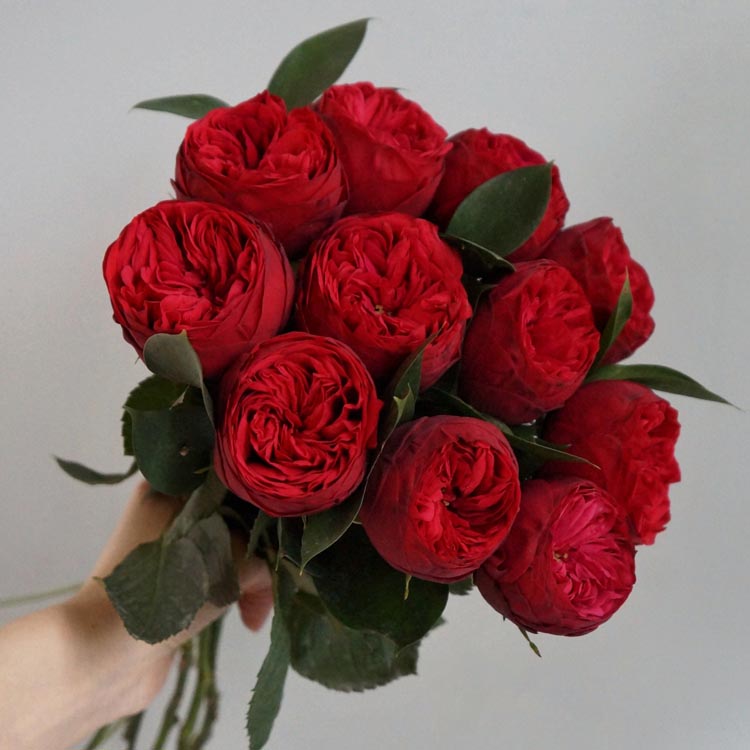 какого цвета бывают розы, красные розы, пионовидные красные розы
