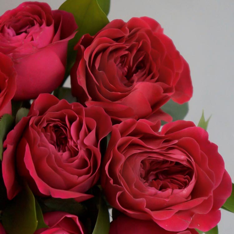 темно малиновые сорта роз, Darcey, роза английской селекции, ажурные розы 