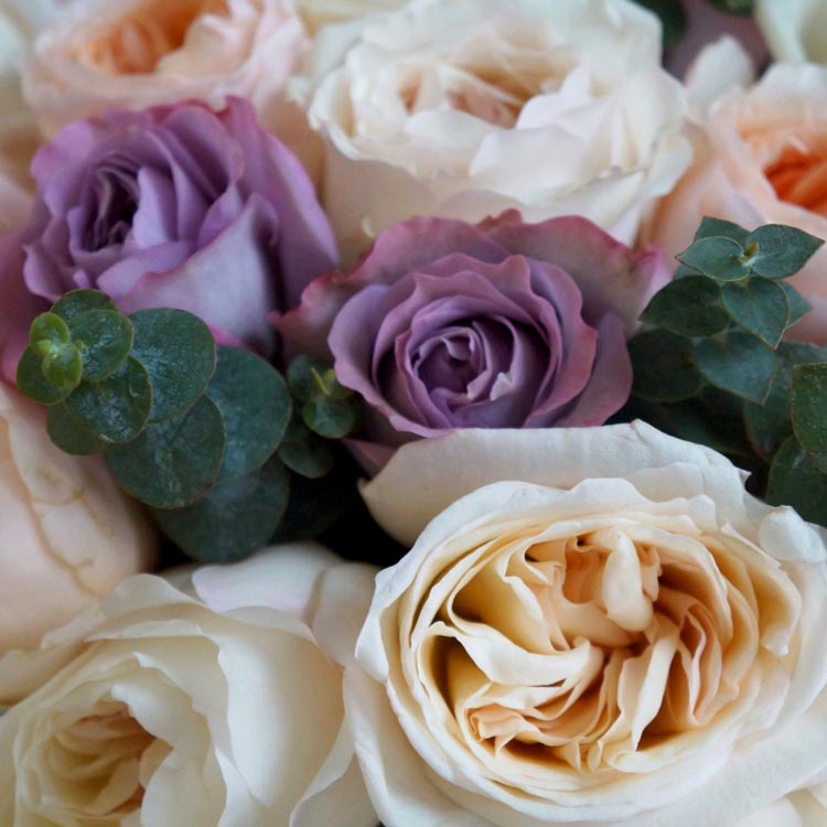 какого цвета бывают розы, фиолетовые розы, лавандовые розы, какого цвета выбрать розы, сорта фиолетовых роз, букет из фиолетовых и персиковых роз