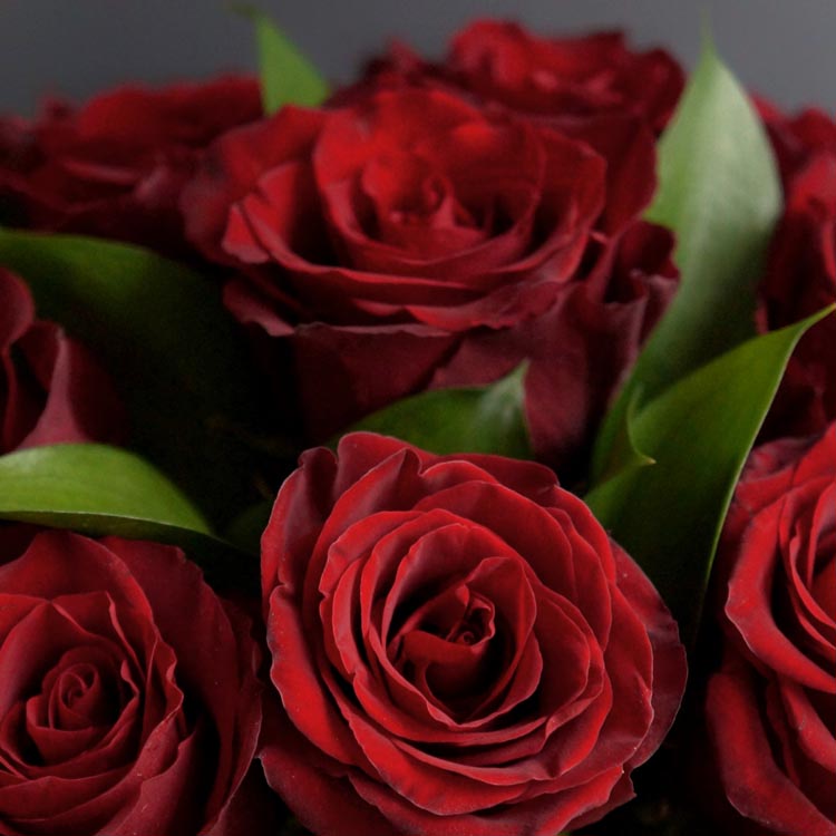 какого цвета бывают розы, красные розы, классические красные розы