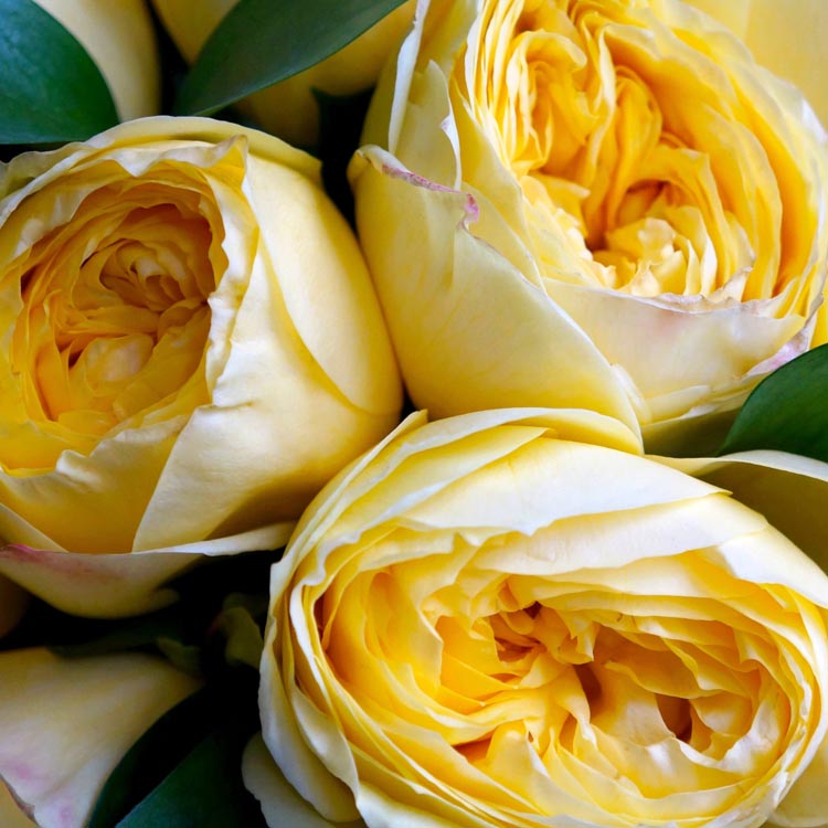 букет из желтых роз, какого цвета бывают розы, какого цвета выбрать розы, желтые пионовидные розы