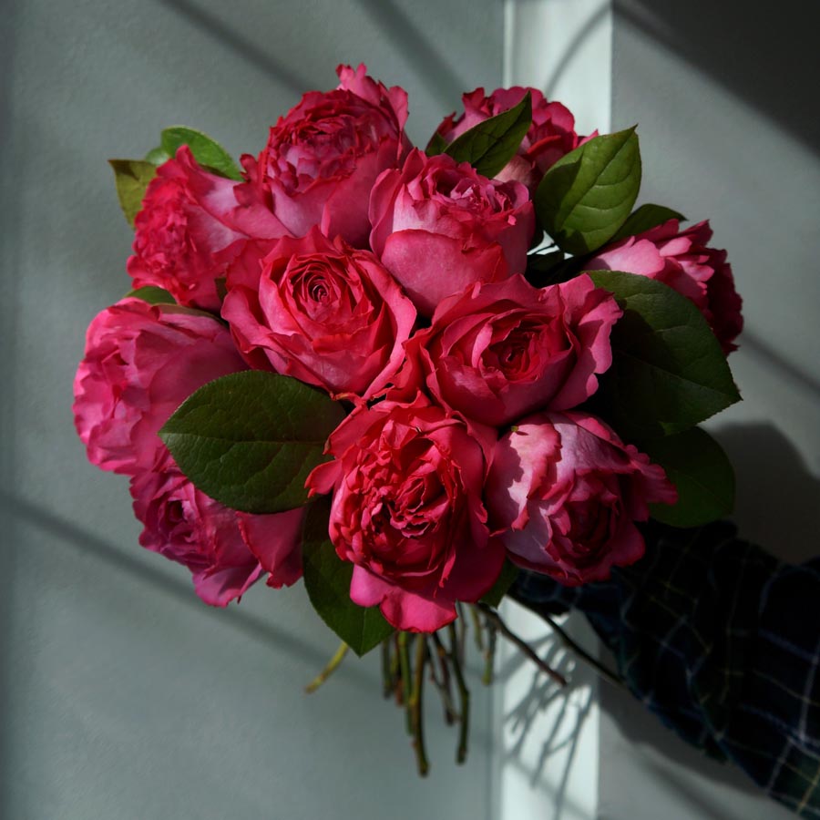 Yves Piaget, сорта розовых роз, малиновые розы Yves Piaget, букет из розовых пионовидных роз