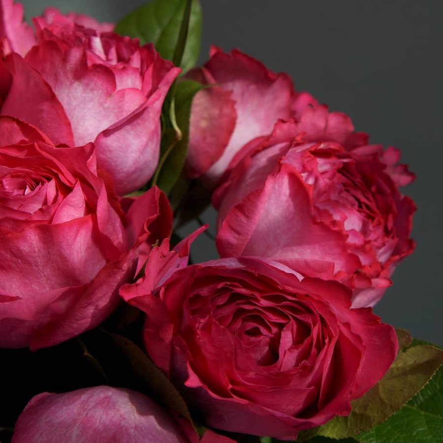 Yves Piaget, сорта розовых роз, малиновые розы Yves Piaget