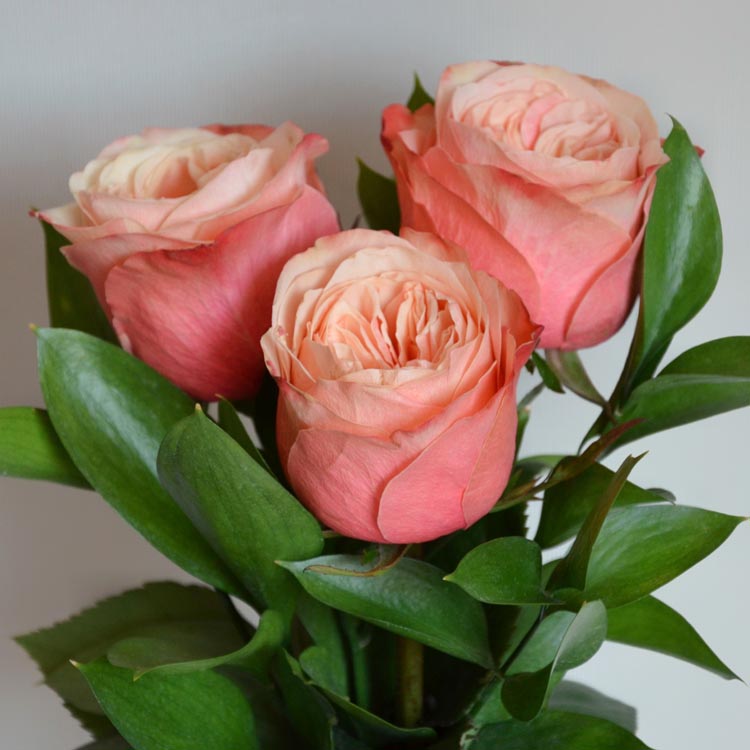 какого цвета бывают розы, оранжевые розы, какого цвета выбрать розы, букет из оранжевых роз