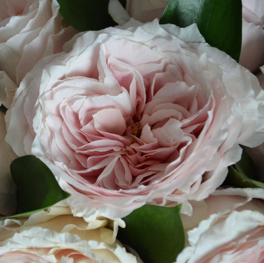 Tsumugi, сорта нежно розовых роз, пастельно розовые розы японской селекции купить москва, пионовидная светло розовая роза” width=“300” height=