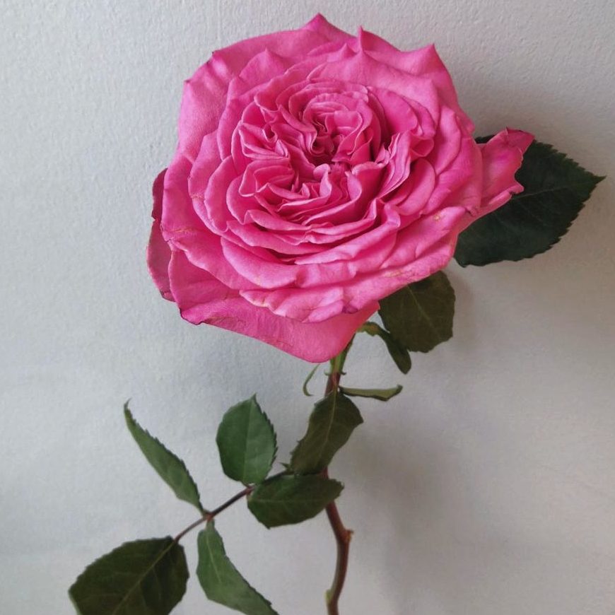 сорта розовых роз, Аshley, розовые садовые розы