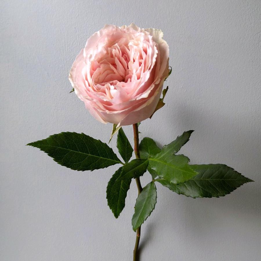 Tsumugi, сорта нежно розовых роз, пастельно розовые розы японской селекции купить москва