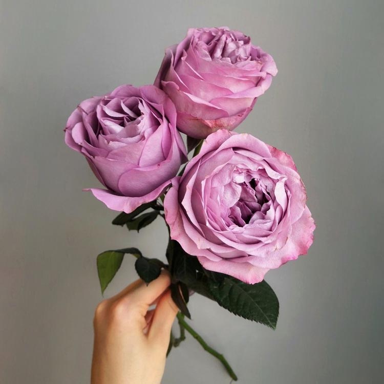 какого цвета бывают розы, фиолетовые розы, лавандовые розы, какого цвета выбрать розы, сорта фиолетовых роз, букет из фиолетовых роз