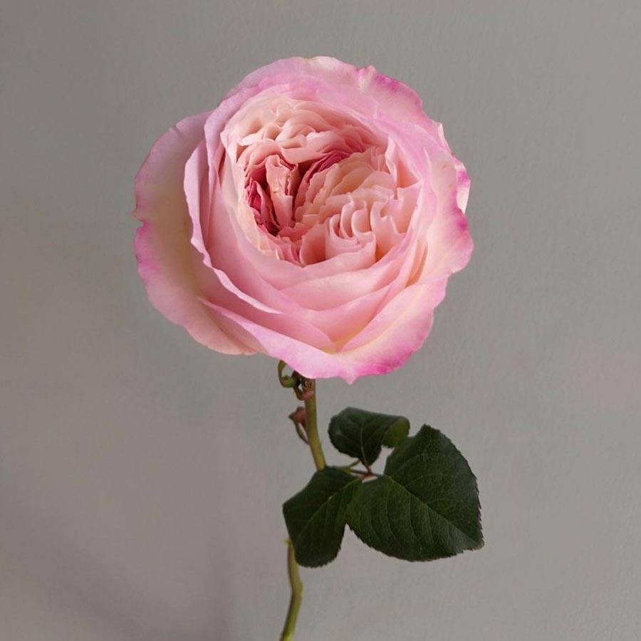 Keira сорт роз, нежно розовые розы, сорта розовых роз, какие бывают розовые розы
