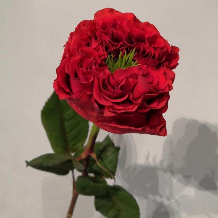 красные розы, значение красных роз, сорта красных роз, Red Eye (Рэд Ай) сорт роз описание 