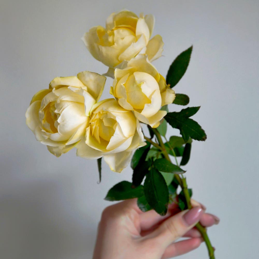 сорта желтых роз описание, Julietta Limoncello (Джульетта Лимончелло) желтые розы, букет из желтых роз