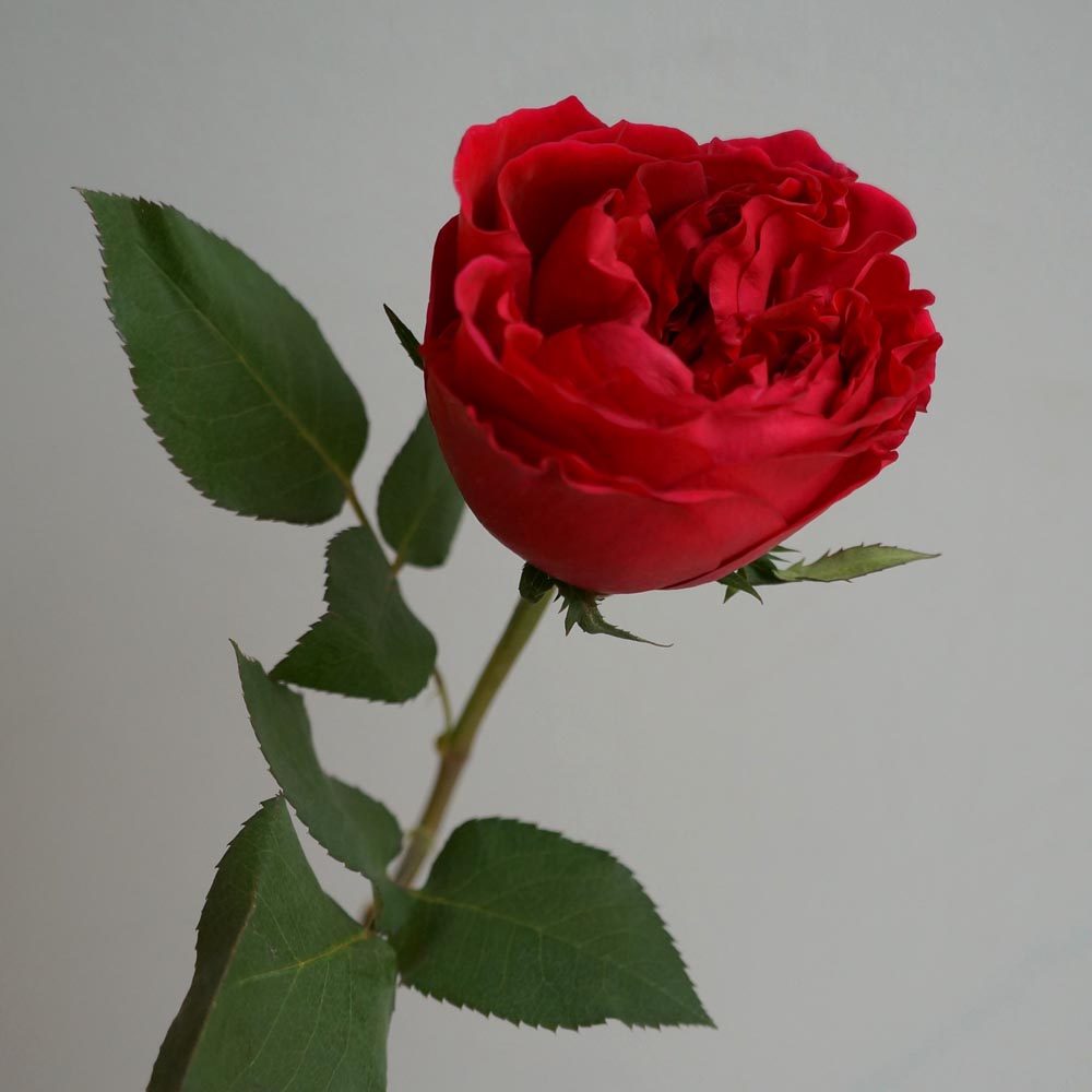 красные розы, значение красных роз, сорта красных роз, Tess (Тэсс) красные пионовидные розы