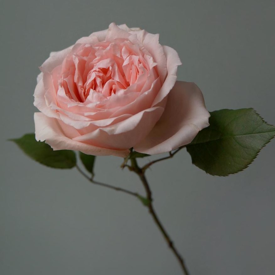 принцесса хитоми, сорта роз для букета невесты, розовые розы пастельных оттенков