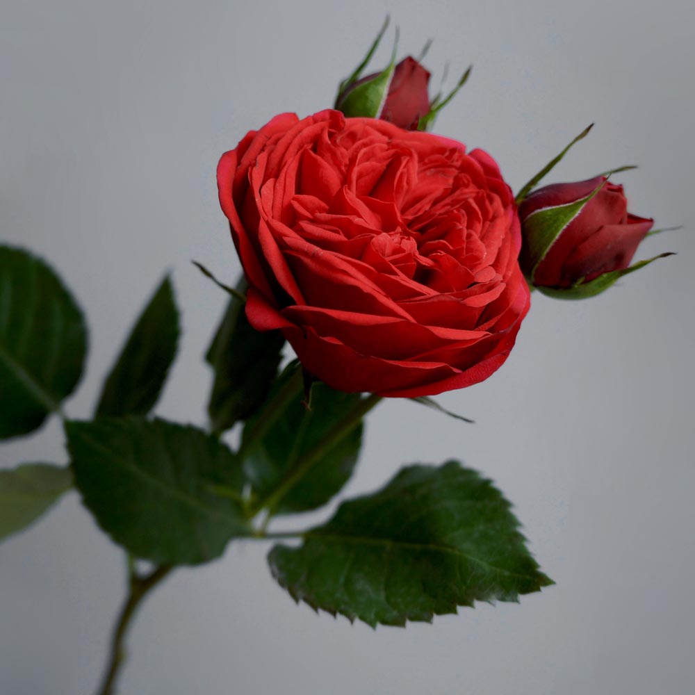красные розы, значение красных роз, сорта красных роз, Red Piano (Рэд Пиано) красные розы описание