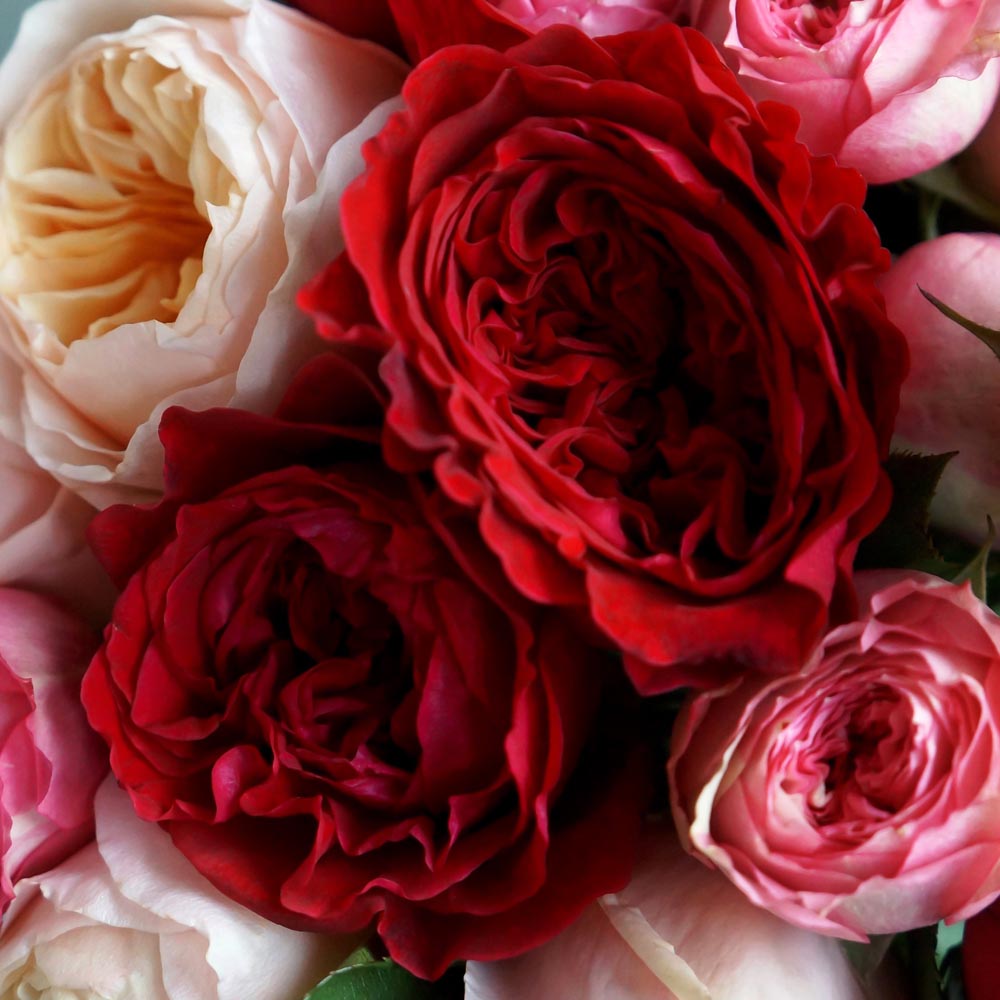 красные розы, значение красных роз, сорта красных роз, Tess (Тэсс) красные пионовидные розы