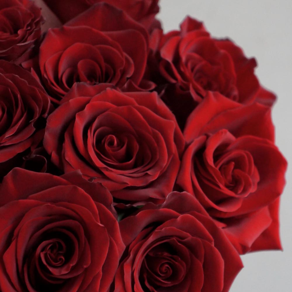 красные розы, значение красных роз, сорта красных роз, Freedom (Фридом) сорт красных классических роз, букет из красных классических роз” width=