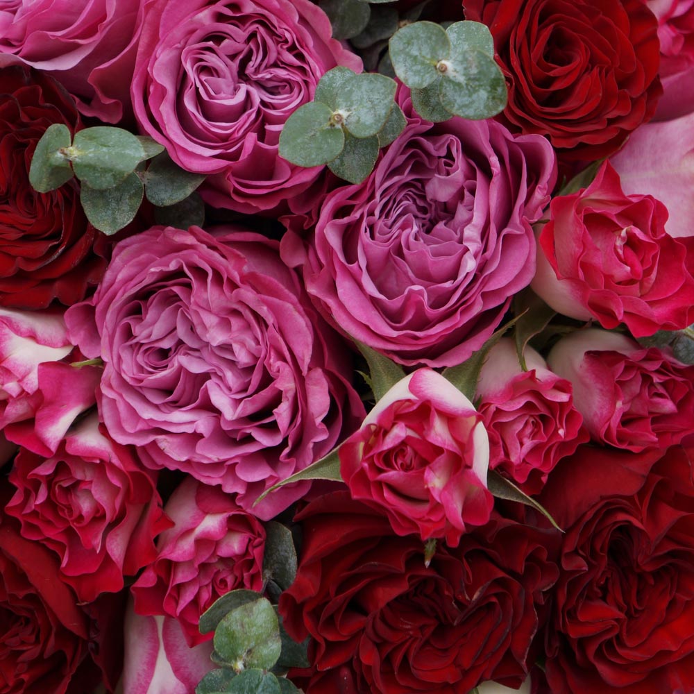 красные розы, значение красных роз, сорта красных роз, wanter (вонтед) красные розы описание, классические красные розы сорта , букет из красных и малиновых роз с эвкалиптом