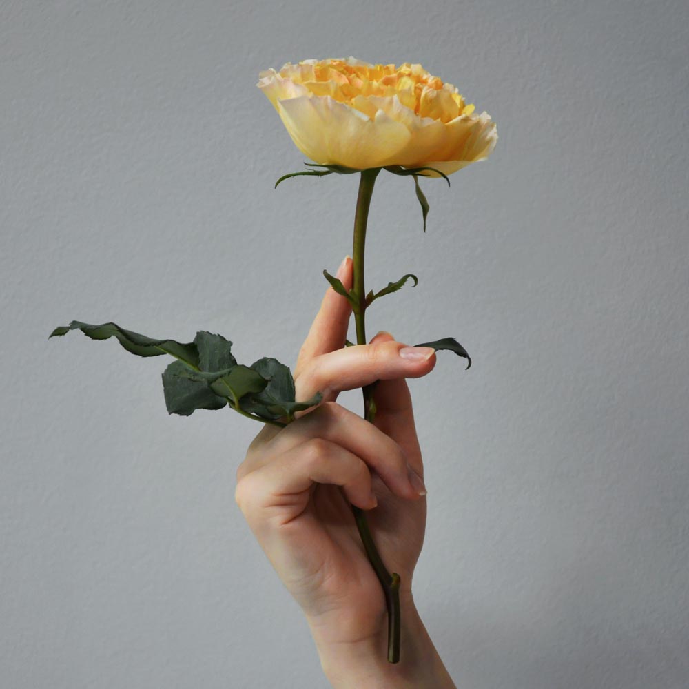 сорта желтых роз, значение желтых роз, Beatrice (Беатрис) сорт желтых роз описание