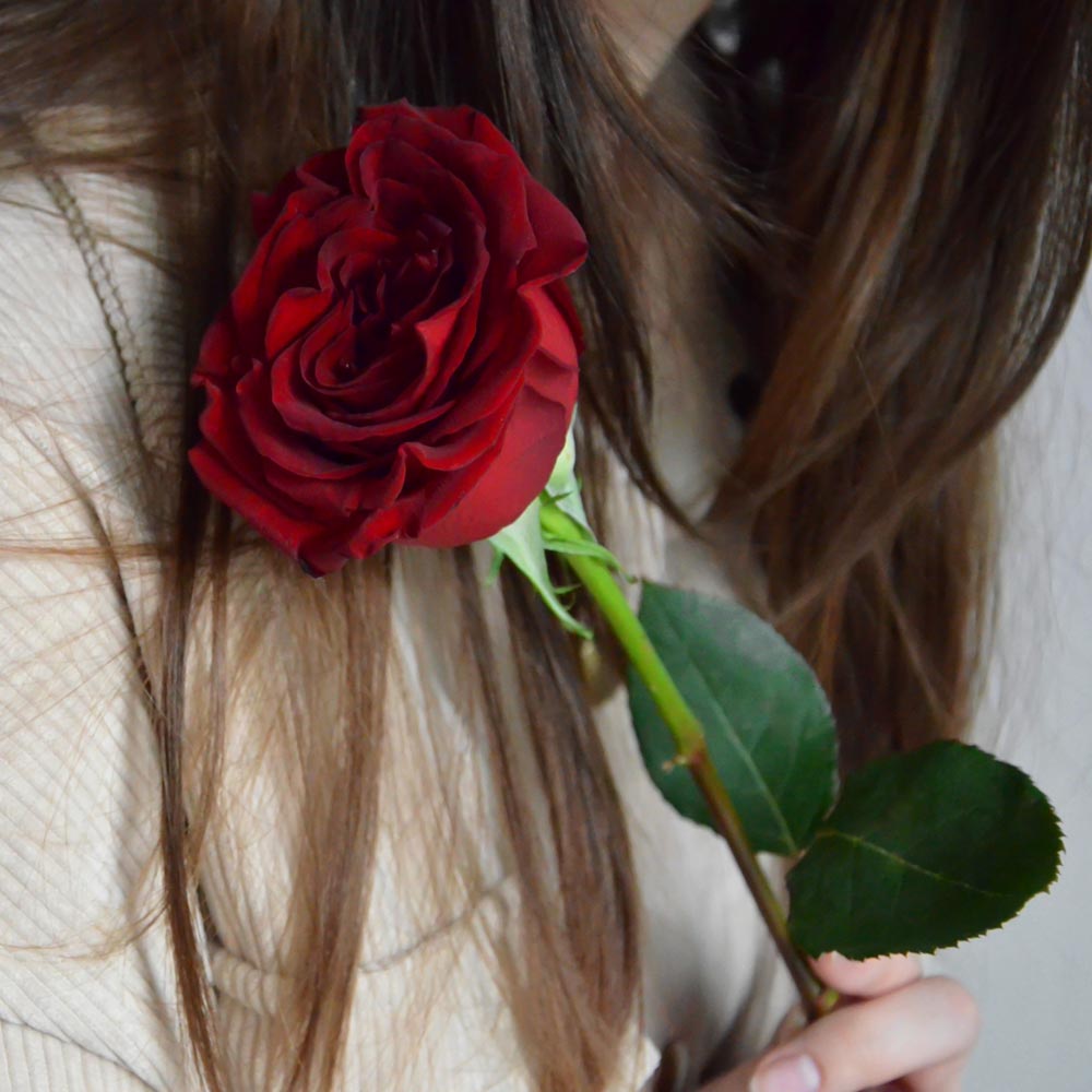 красные розы, значение красных роз, сорта красных роз, wanter (вонтед) красные розы описание, классические красные розы сорта 