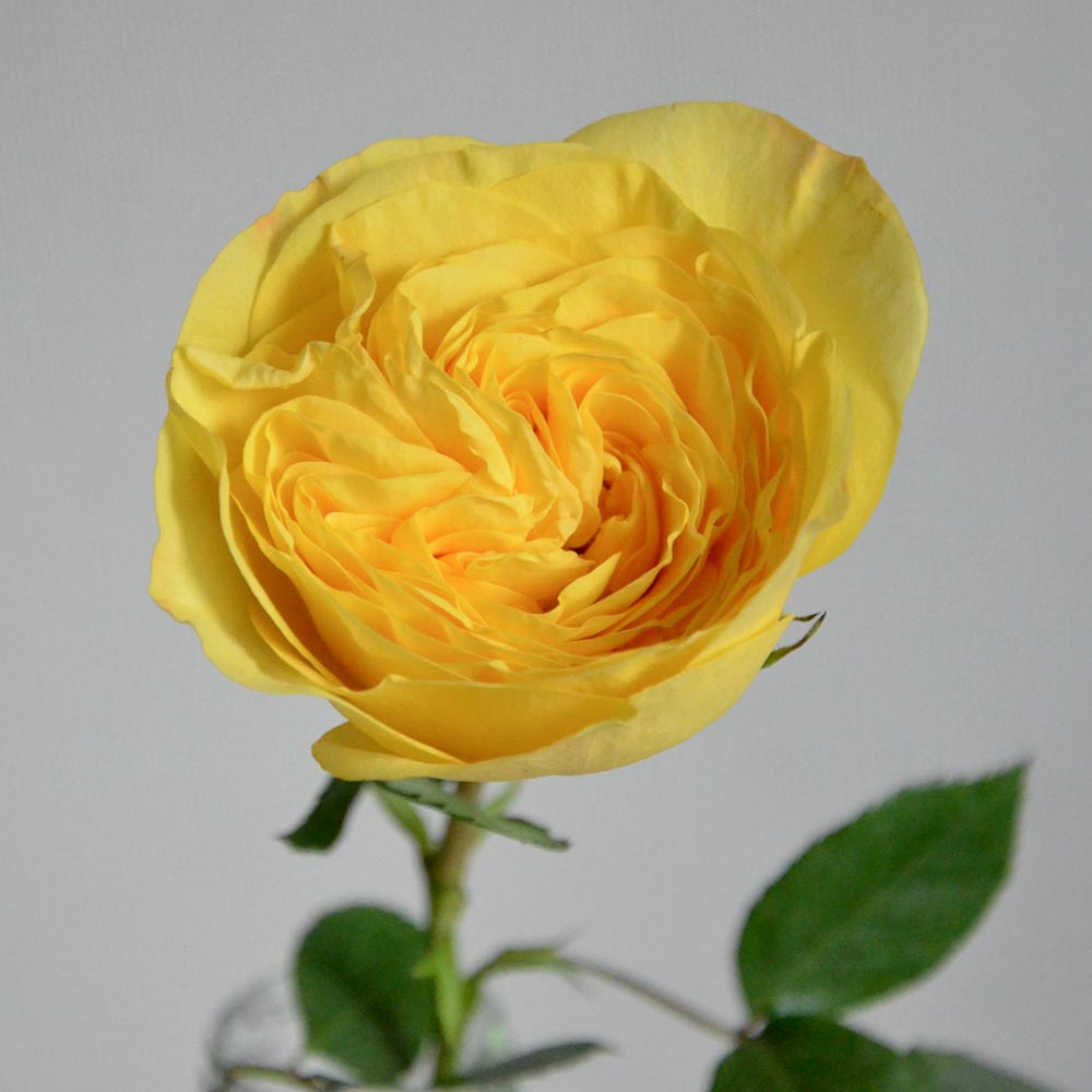 желтые розы, сорта желтых роз, Lemon Pompon (Лимон Помпон), пионовидные желтые розы описание
