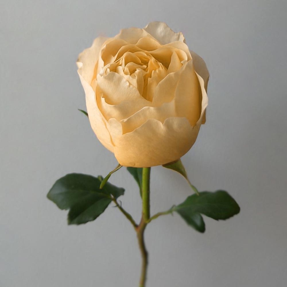 сорта желтых роз, значение желтых роз, Caramel Antike (Карамель Антик) желтые розы описание