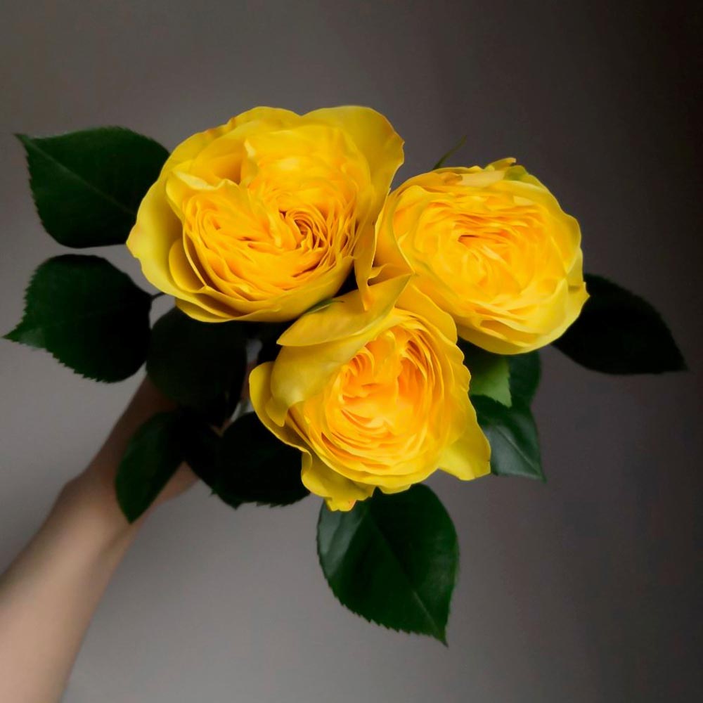 желтые розы, сорта желтых роз, Lemon Pompon (Лимон Помпон), пионовидные желтые розы описание, букет из желтых роз