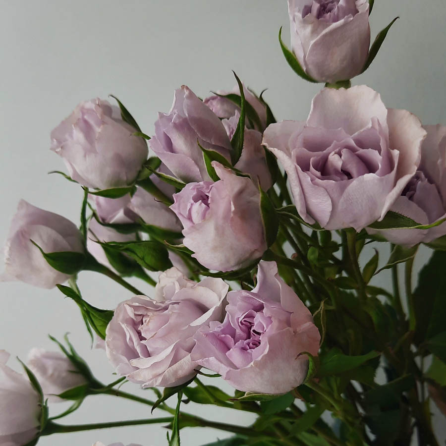 Everlasting Lavender (Эверластинг Лавендер) лиловые садовые розы, букеты из фиолетовых роз