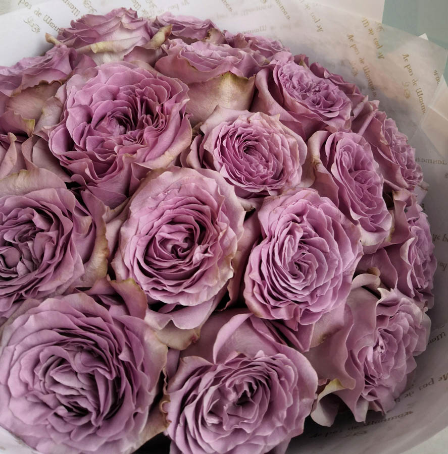 розы фиолетового оттенка, фиолетовые розы, сорта фиолетовых роз, Princess Kaori (Принцесса Каори), букет фиолетовых роз