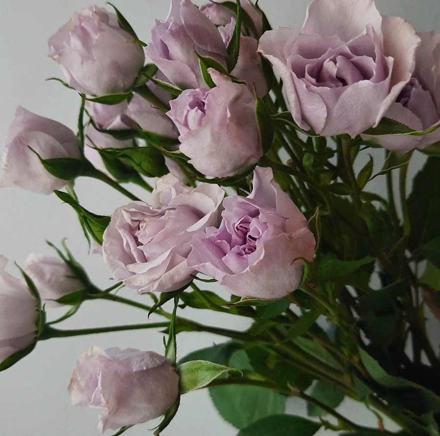 Сорта роз фиолетового оттенка, Everlasting Lavender (Эверластинг Лавендер), фиолетовые розы