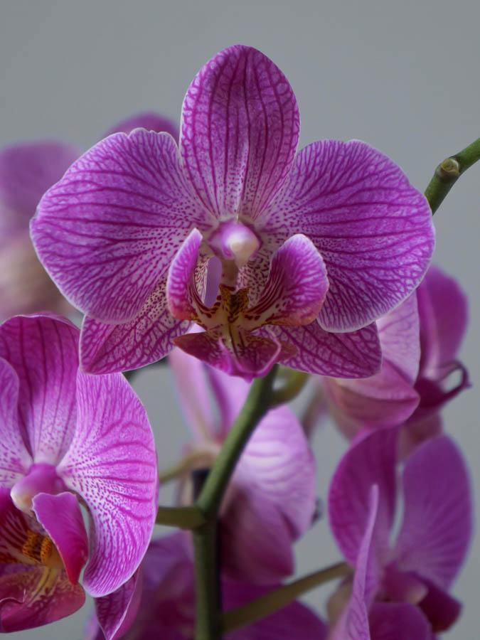 purple orchids, types of orchids