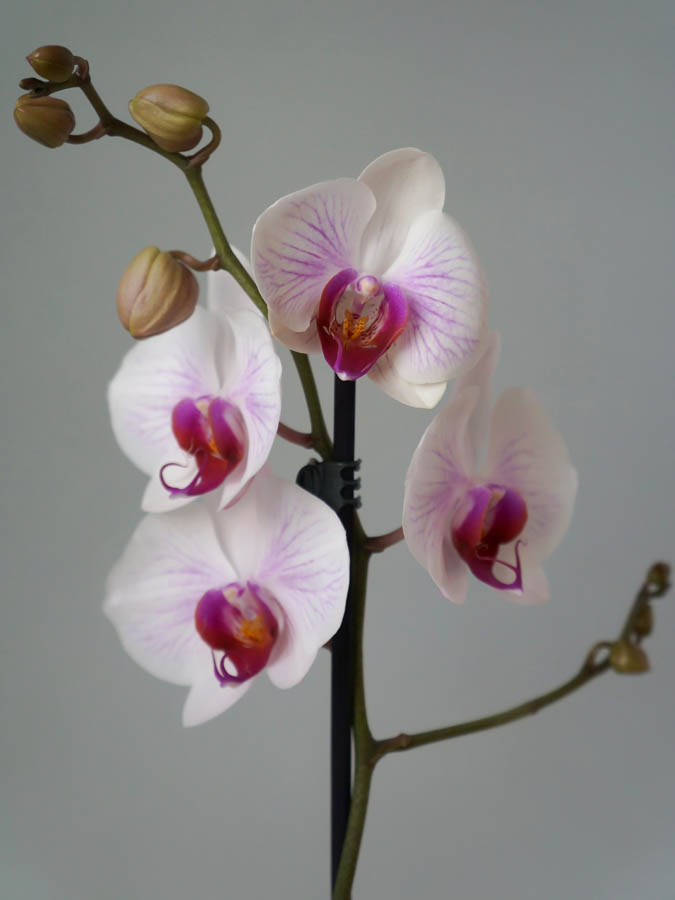 Orchids are beautiful, buy orchids in a pot in Moscow