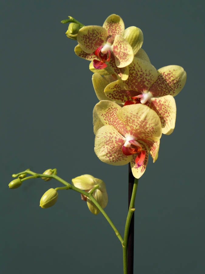 How to care for orchids, tips for caring for orchids